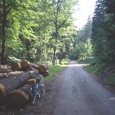 1992 quelque part dans la forêt Suisse